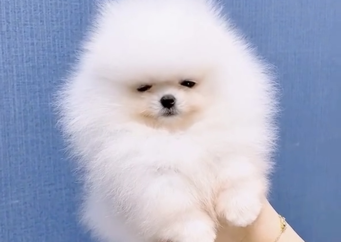 Pomeranian boo teddy bear yavrular